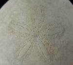 Scutella faujasi (DEFRANCE 1827) - Bild © FossNet FossilienStore